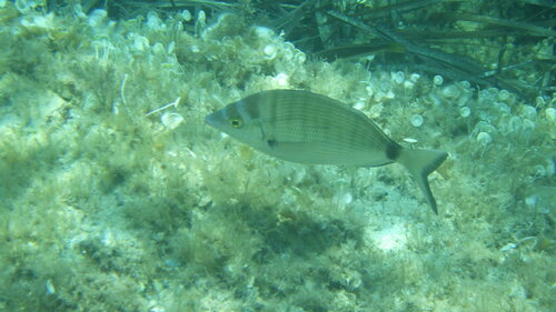 Sharpsnout seabream (Diplodus puntazzo) — Sparidae — 4