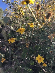 Bahiopsis triangularis