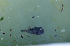 Sphoeroides annulatus