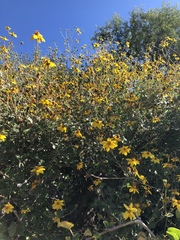 Bahiopsis triangularis