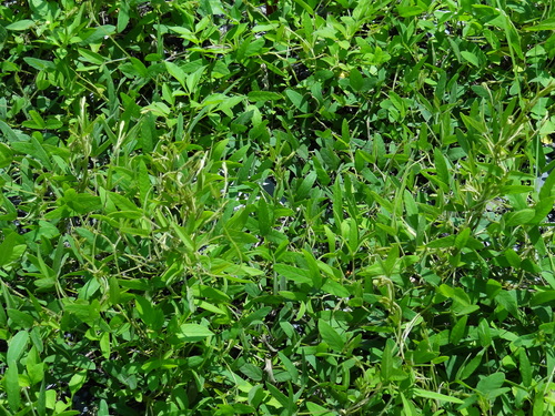 Glycine max