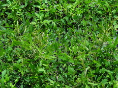 Glycine max formosana
