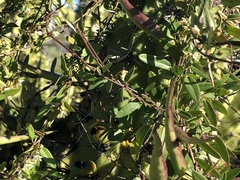Metastelma californicum