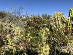 Metastelma californicum