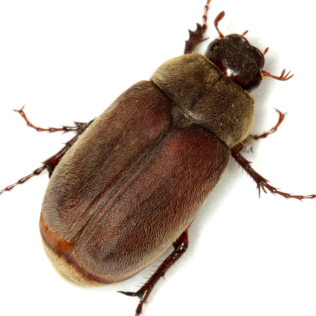 Phyllophaga aemula