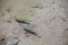 Sphoeroides annulatus