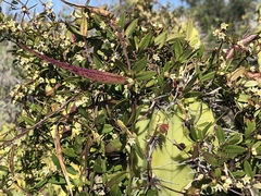 Metastelma californicum