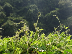 Glycine max formosana