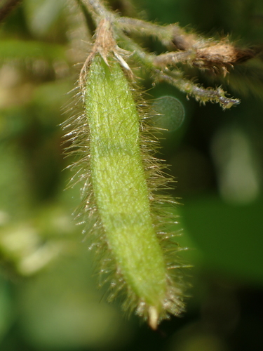 Glycine max