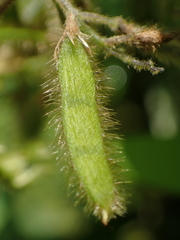 Glycine max formosana