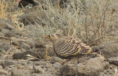 Pterocles lichtensteinii