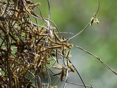 Glycine max formosana