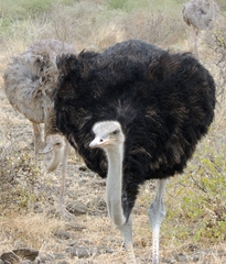 Struthio molybdophanes