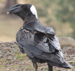 Corvus crassirostris