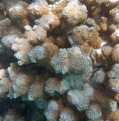 Montipora capitata