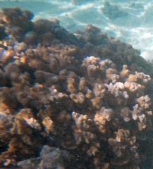 Montipora capitata