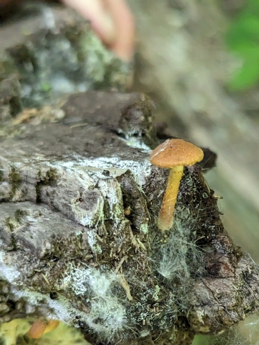 Pholiota