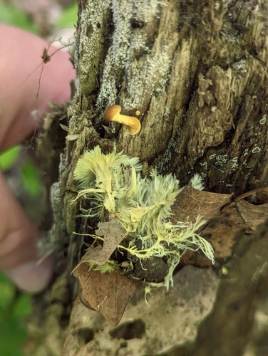 Pholiota (Photo 2 of 3)