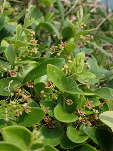 Vincetoxicum hirsutum (Decne.) Kuntze