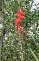 Lobelia cardinalis image