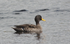 Anas undulata ruppelli