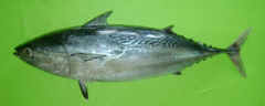 Frigate Tuna photo 4