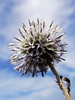 Echinops grijsii - Photo no rights reserved, uploaded by 葉子