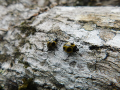 Aegithus quadrinotatus