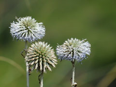 Echinops grijsii