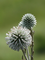 Echinops grijsii
