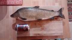 Coregonus clupeaformis