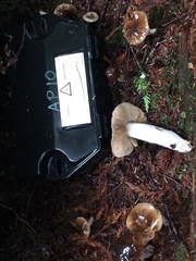 Cortinarius mucosus