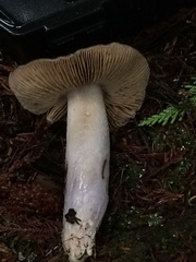 Cortinarius mucosus
