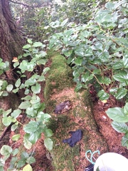 Aegolius acadicus brooksi