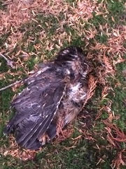 Aegolius acadicus brooksi