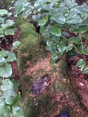 Aegolius acadicus brooksi