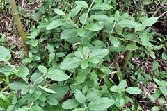 Magnoliopsida
