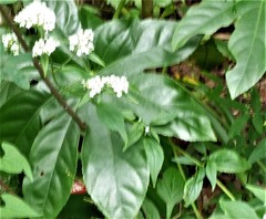 Magnoliopsida