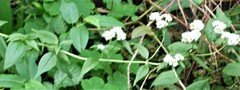 Magnoliopsida