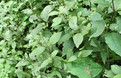 Magnoliopsida