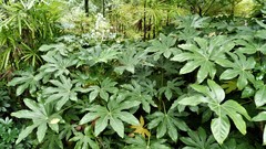 Fatsia japonica