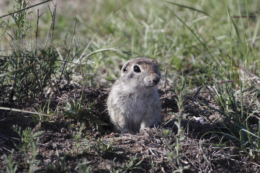 Mexican Ground Squirrel