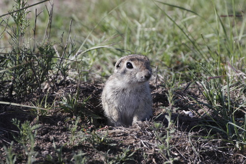 Mexican Ground Squirrel