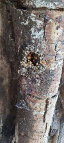 Pale-orange Stingless bee