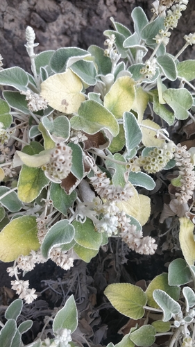 Image of Sideritis cretica by (c) Ben Jobson, some rights reserved (CC BY)