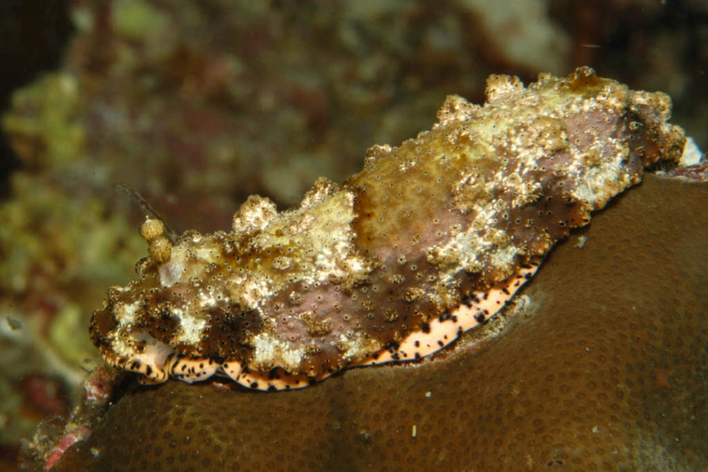 Dermatobranchus pustulosus