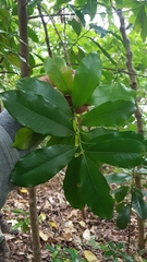 Planchonella costata