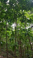 Planchonella costata