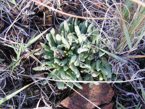Hereroa wilmaniae L.Bolus 2