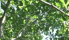 Vireo griseus
